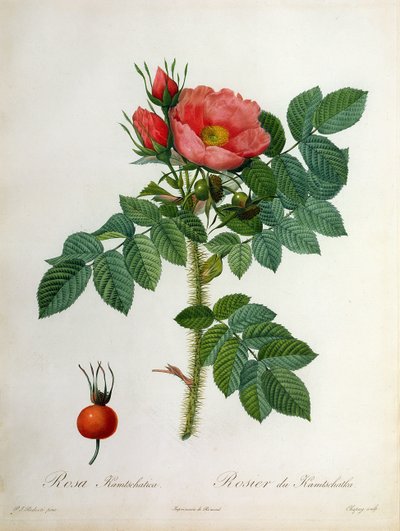 Rosa Kamtschatica, graviert von Chapuy, veröffentlicht von Remond von Pierre Joseph Redouté